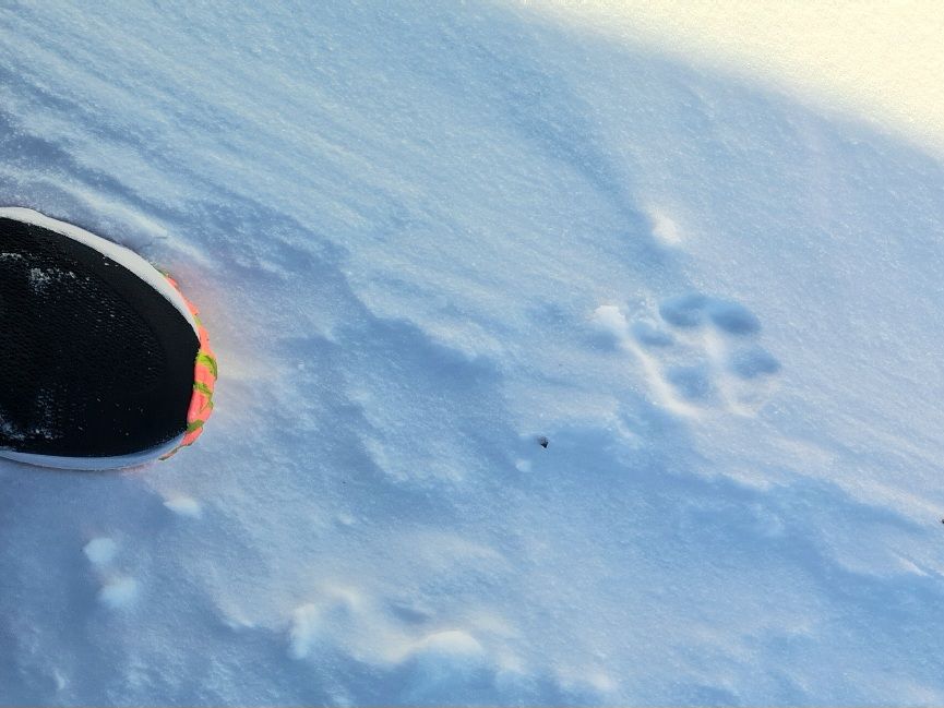 elaimen tassunjalki lumessa